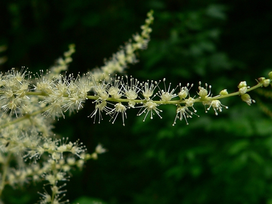 {Astilbe biternata}